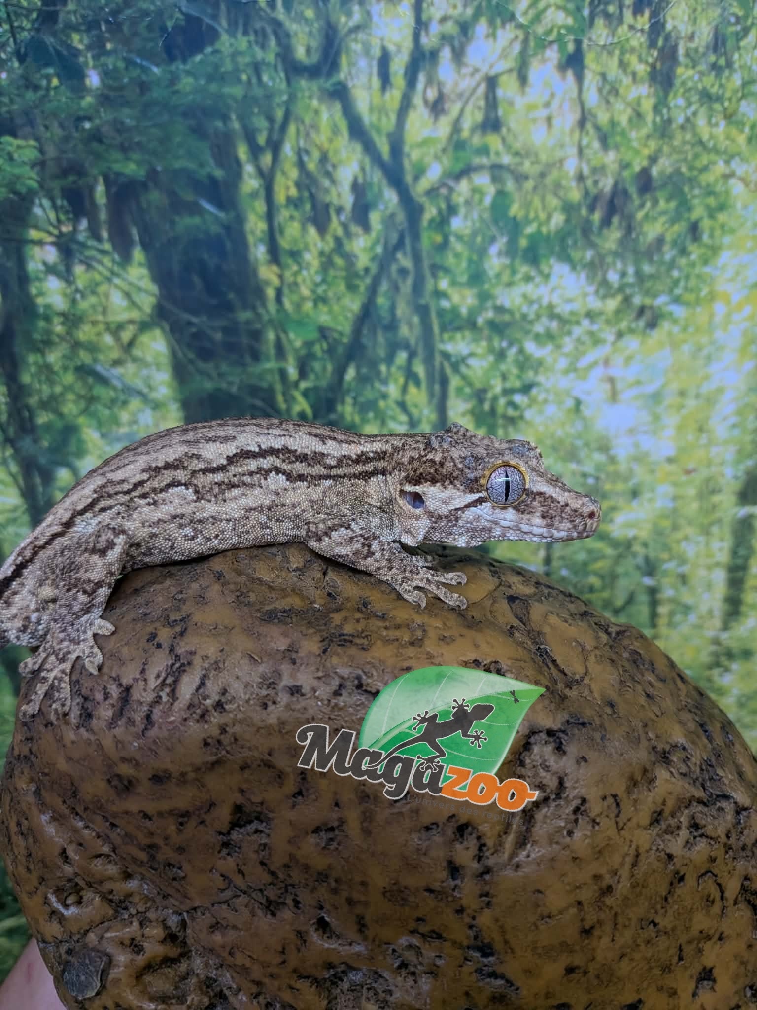 Magazoo Gargoyle gecko #3