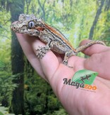 Magazoo Gargoyle gecko #2