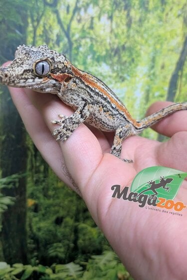 Magazoo Gecko gargouille ligné orange Femelle Sub-adulte #2