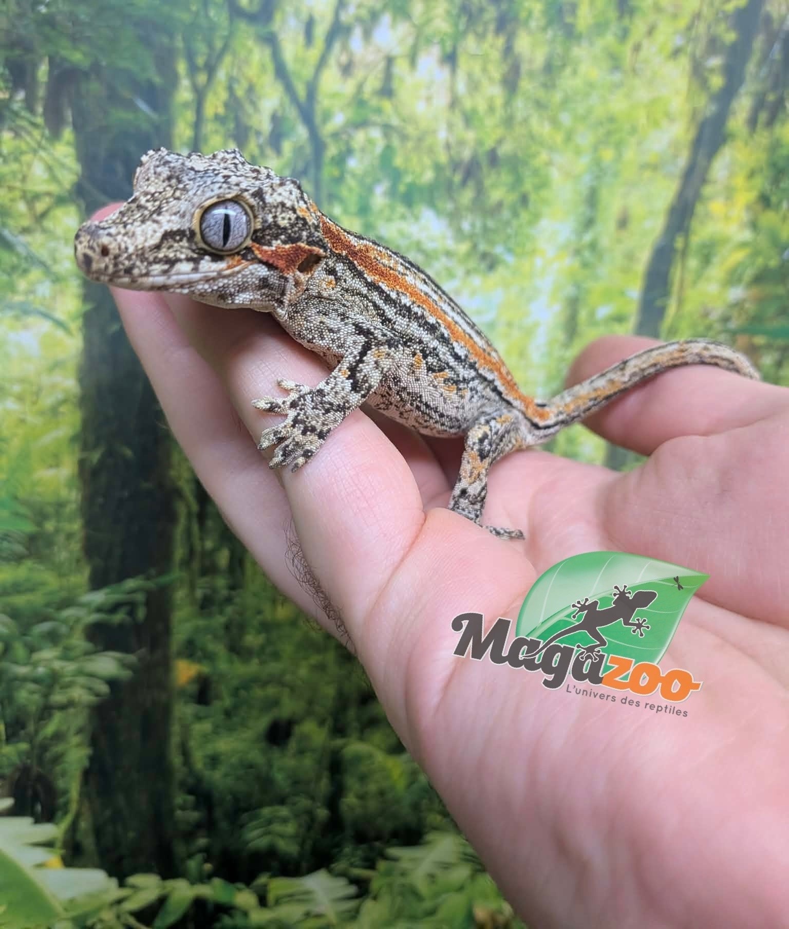Magazoo Gargoyle gecko #2