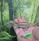 Magazoo Gargoyle gecko #2