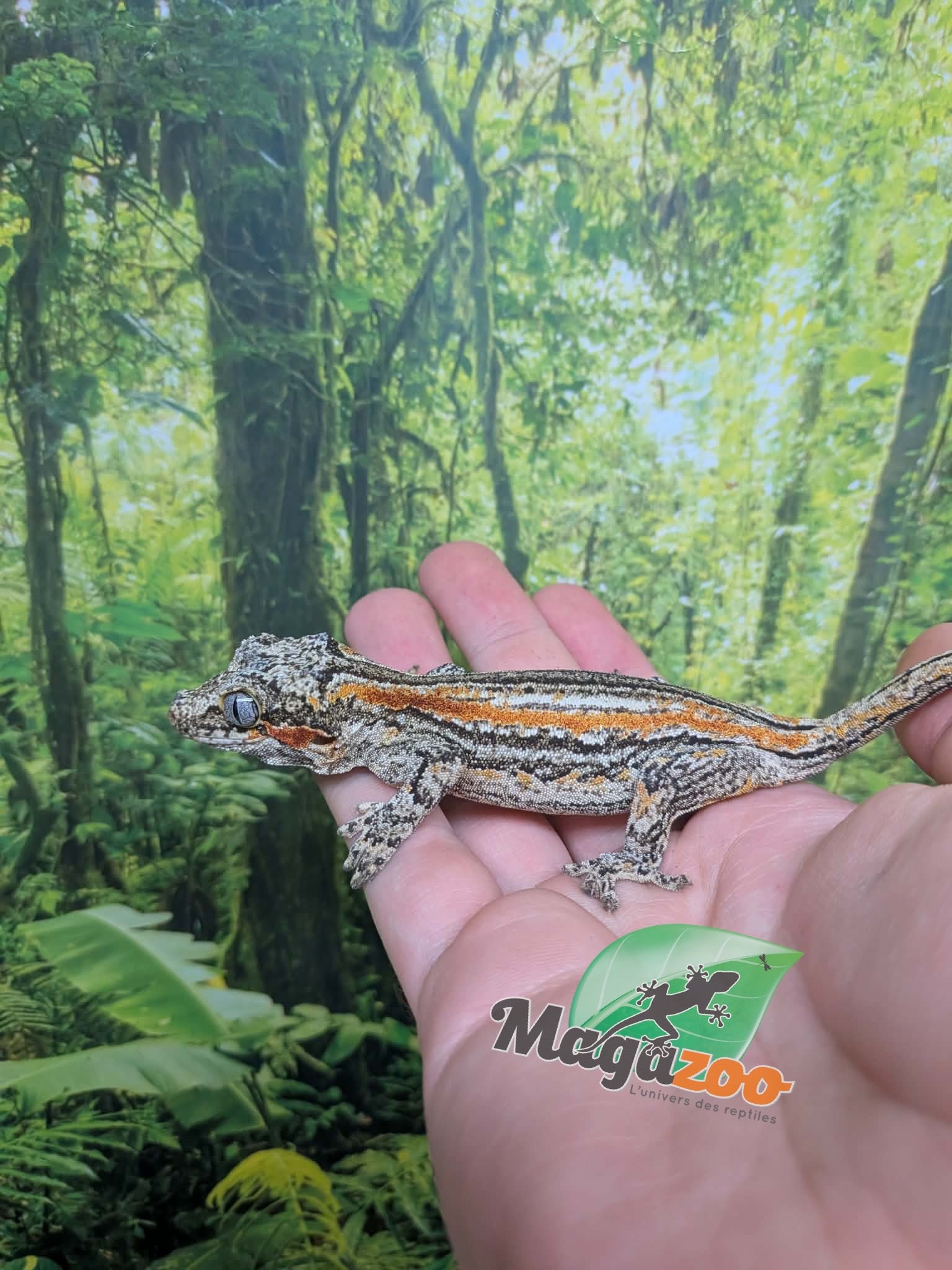 Magazoo Gargoyle gecko #2