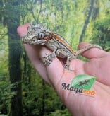 Magazoo Gecko gargouille ligné orange Femelle Sub-adulte #2