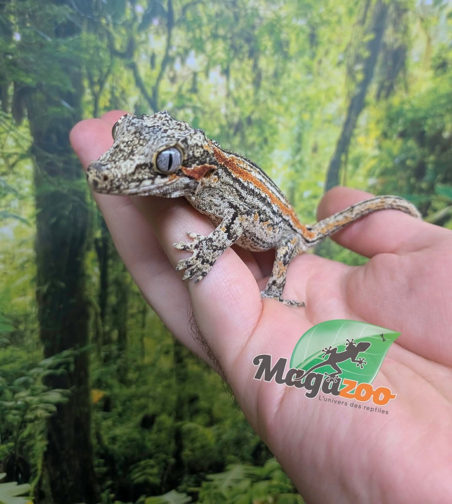 Magazoo Gargoyle gecko #2