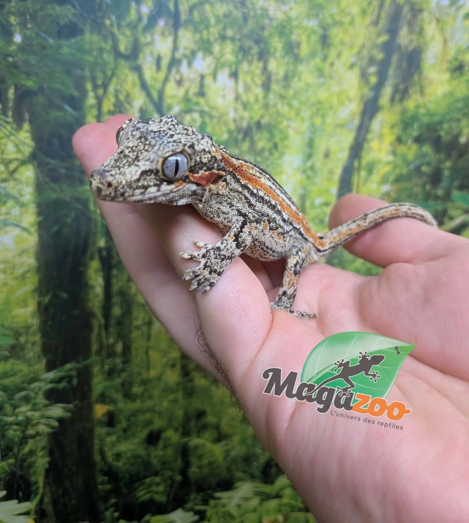 Magazoo Gecko gargouille ligné orange Femelle Sub-adulte #2