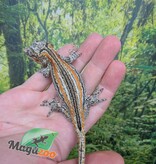 Magazoo Gargoyle gecko #2