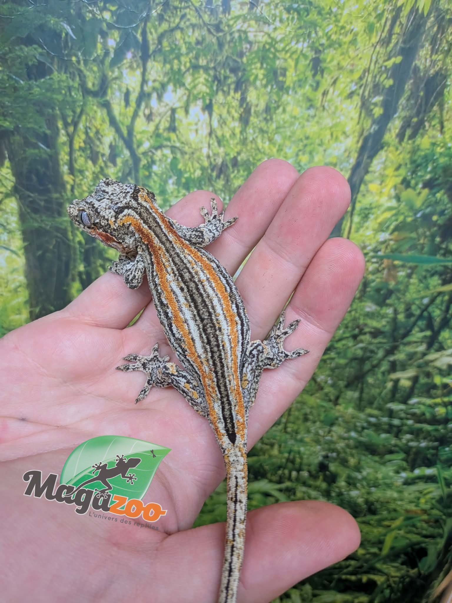 Magazoo Gargoyle gecko #2