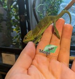 Magazoo Caméléon casqué du Yémen #1 Bébé Mâle