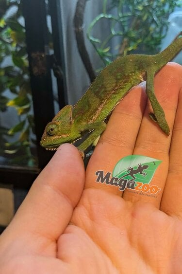 Magazoo Caméléon casqué du Yémen #1 Bébé Mâle