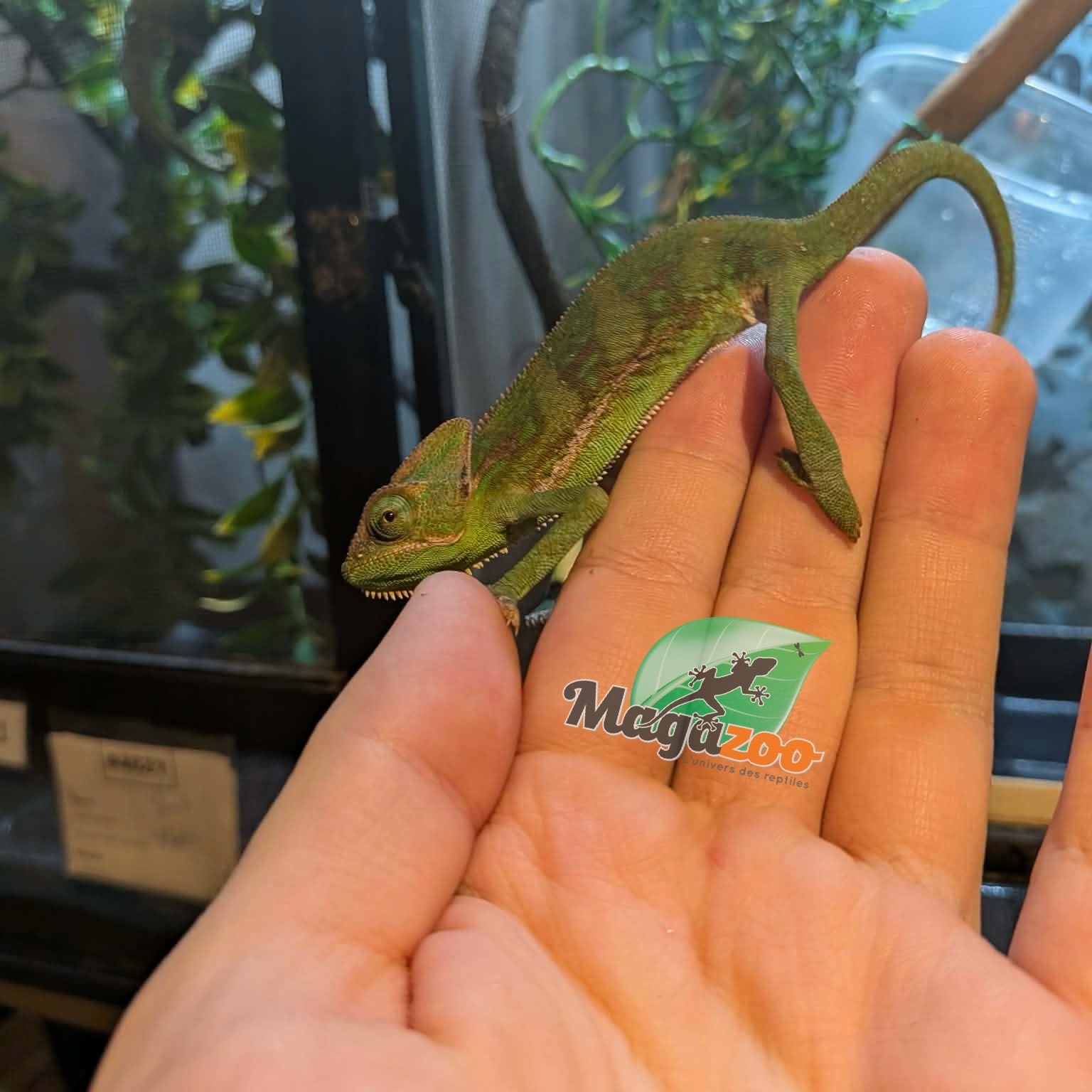 Magazoo Caméléon casqué du Yémen #1 Bébé Mâle