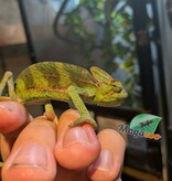 Magazoo Caméléon casqué du Yémen #1 Bébé Mâle
