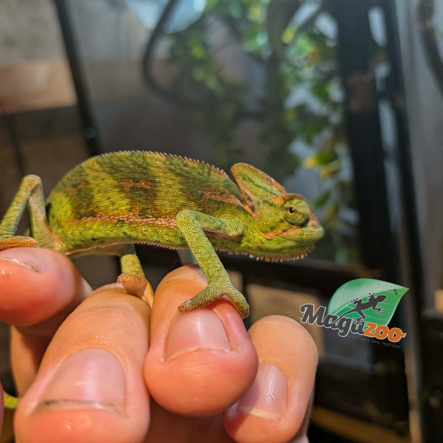 Magazoo Baby Male Veiled Chameleon #1
