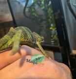 Magazoo Caméléon casqué du Yémen #1 Bébé Mâle