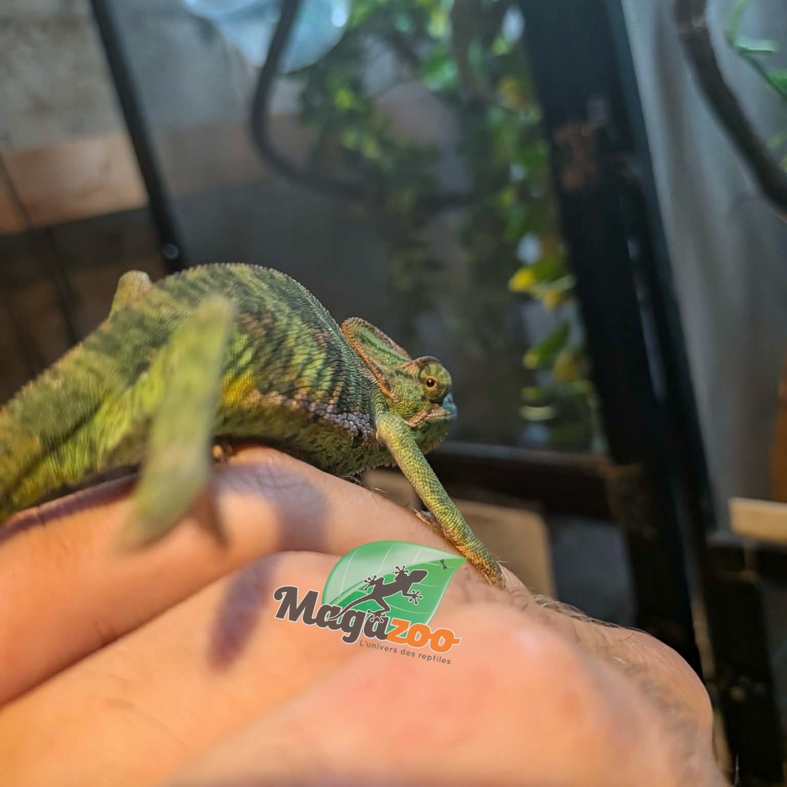 Magazoo Caméléon casqué du Yémen #1 Bébé Mâle
