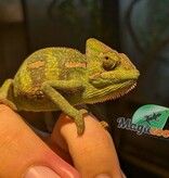Magazoo Caméléon casqué du Yémen #2 Bébé Mâle