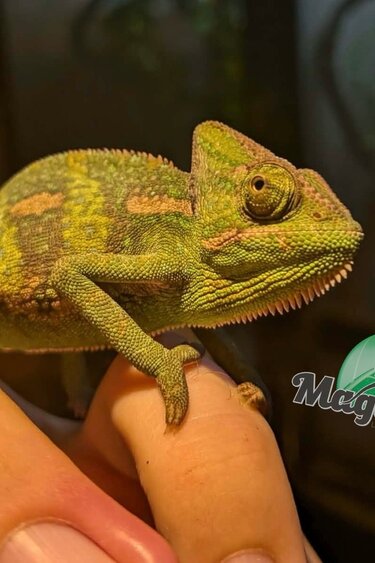 Magazoo Baby Male Veiled Chameleon #2