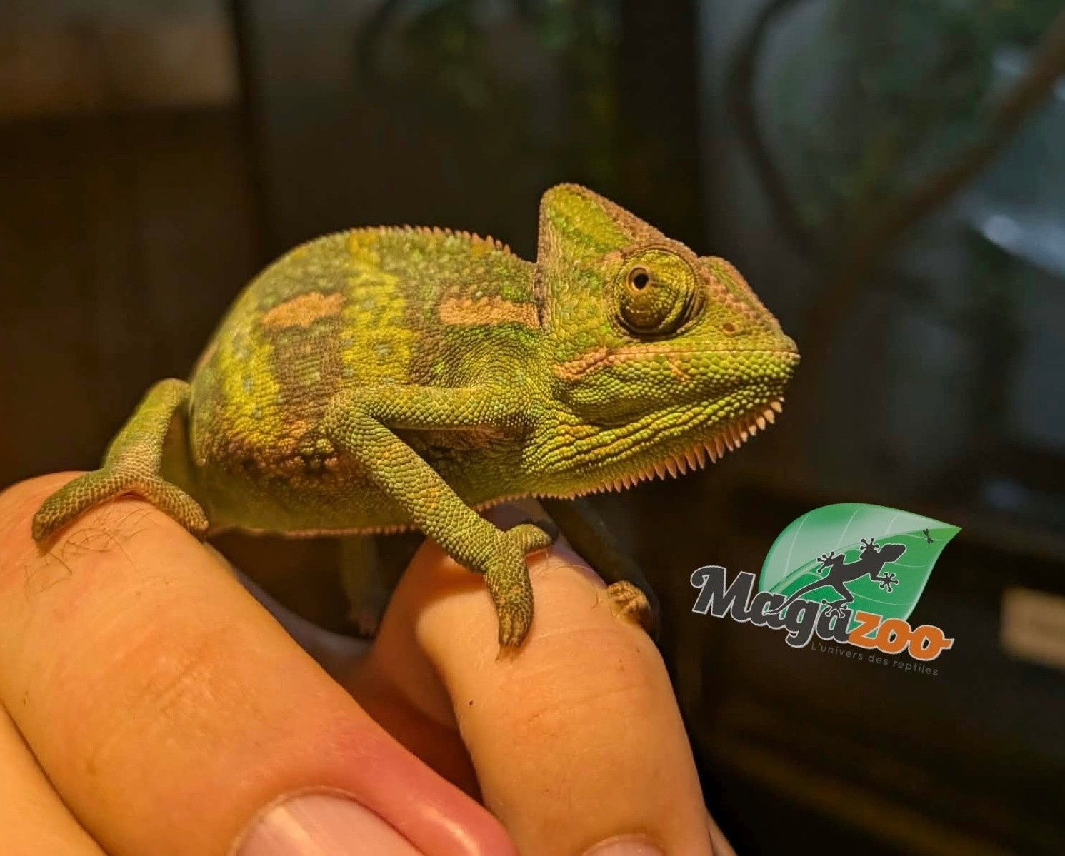 Magazoo Baby Male Veiled Chameleon #2