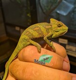 Magazoo Caméléon casqué du Yémen #2 Bébé Mâle