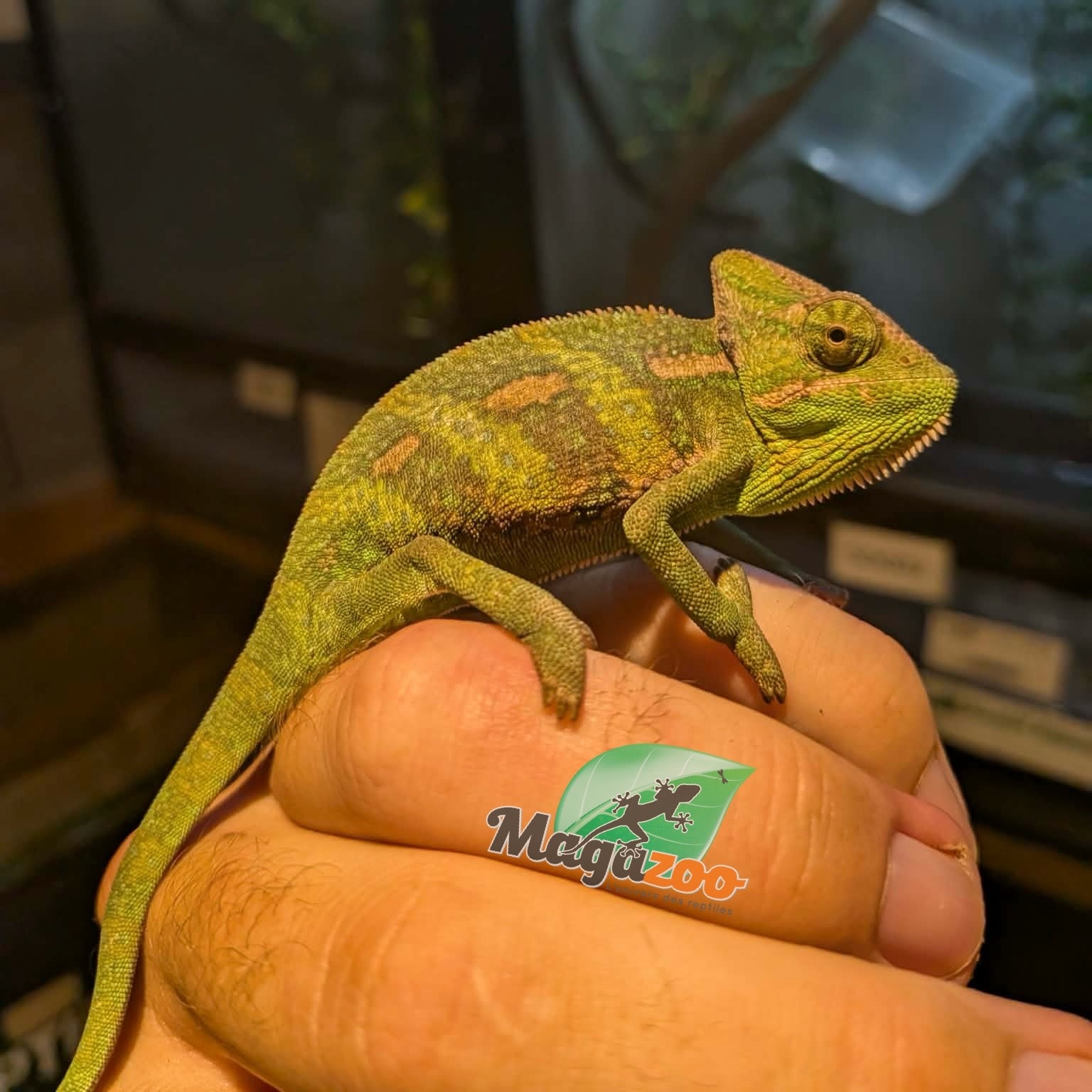 Magazoo Caméléon casqué du Yémen #2 Bébé Mâle