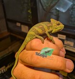 Magazoo Baby Male Veiled Chameleon #2