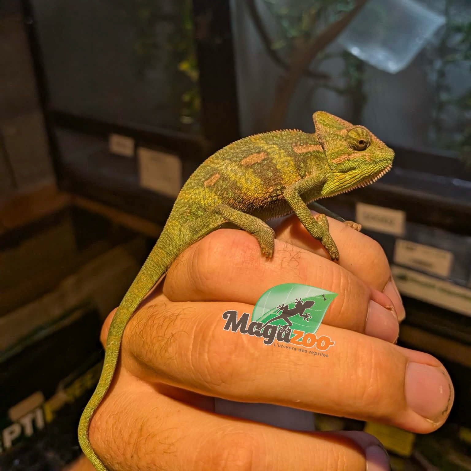 Magazoo Caméléon casqué du Yémen #2 Bébé Mâle