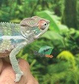 Magazoo Male Ambilobe Panther chameleon #1 April 2026
