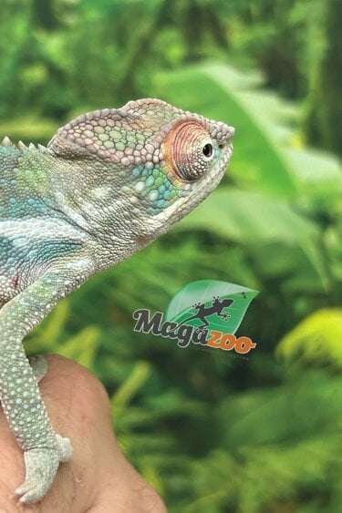 Magazoo Male Ambilobe Panther chameleon #1 April 2026