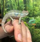 Magazoo Male Ambilobe Panther chameleon #1 April 2026