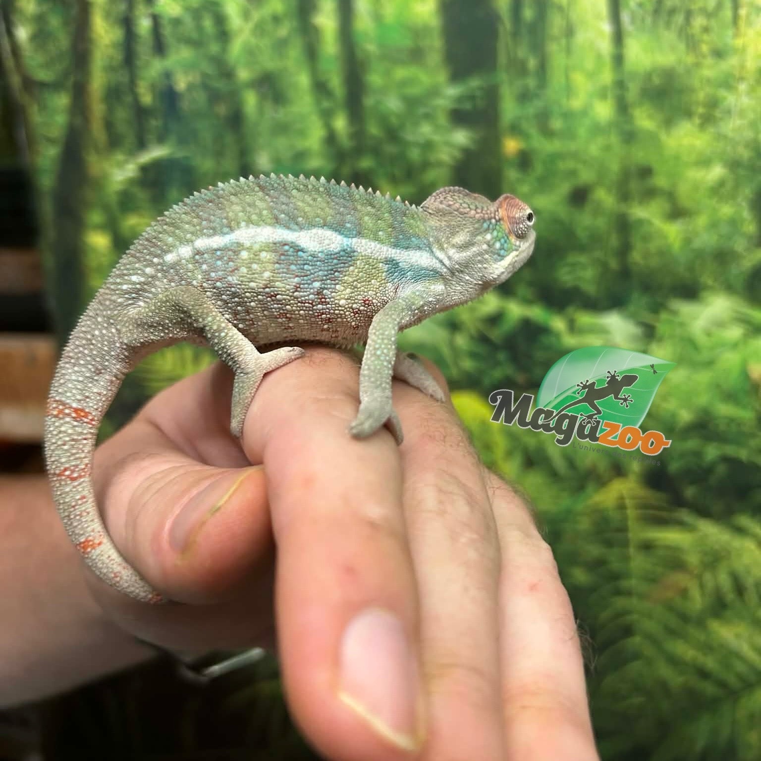 Magazoo Male Ambilobe Panther chameleon #1 April 2026