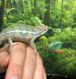 Magazoo Male Ambilobe Panther chameleon #1 April 2026