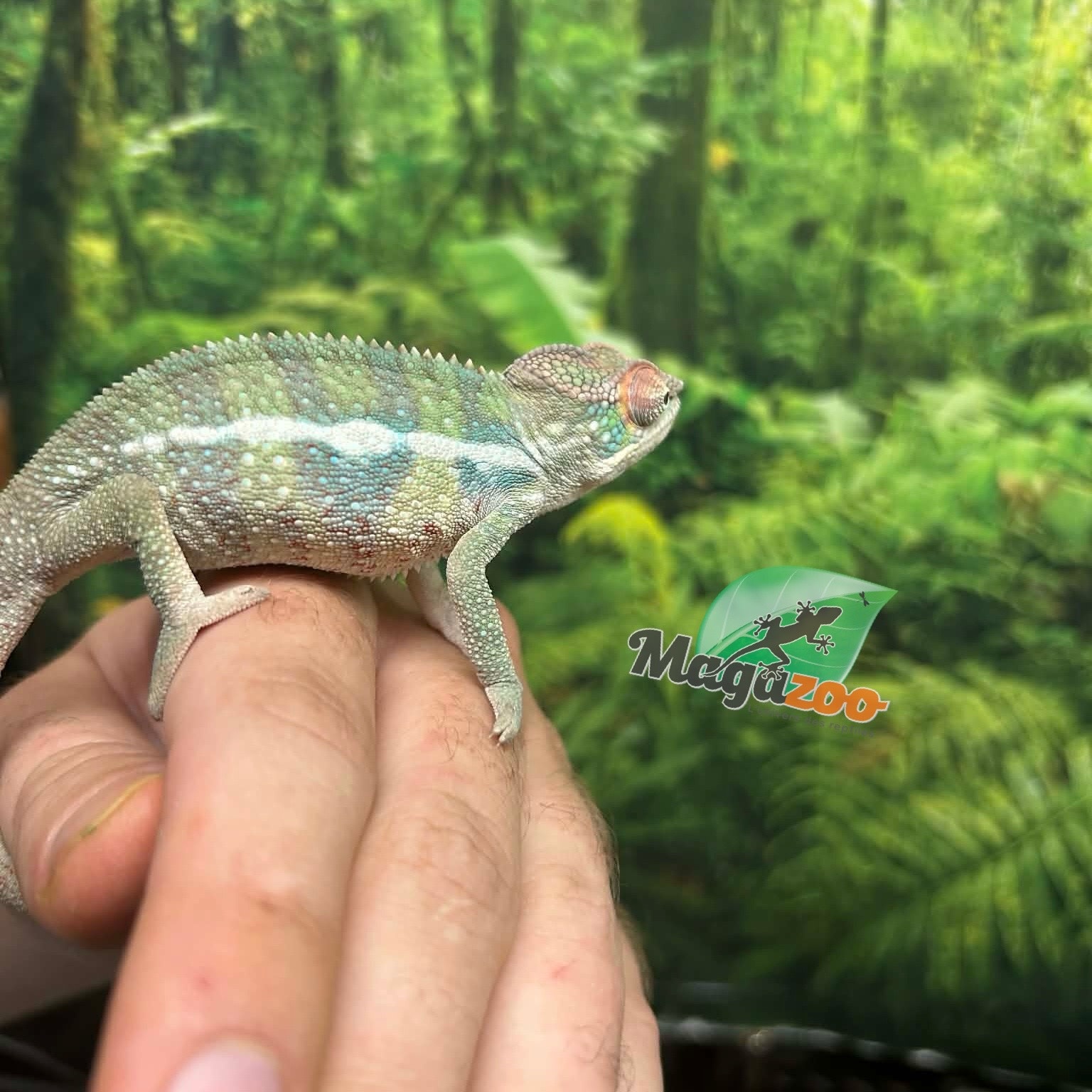 Magazoo Male Ambilobe Panther chameleon #1 April 2026