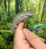 Magazoo Male Ambilobe Panther chameleon #2 April 2026