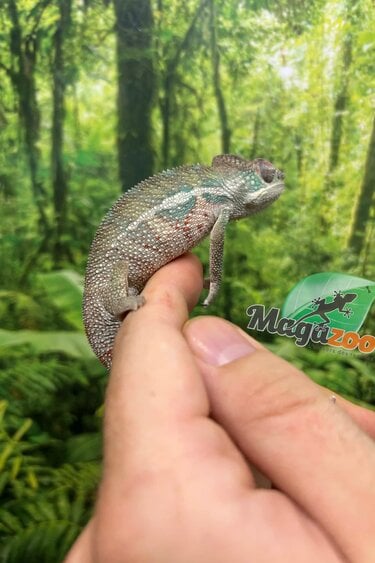 Magazoo Caméléon Panthère Ambilobe mâle #2 Avril 2026