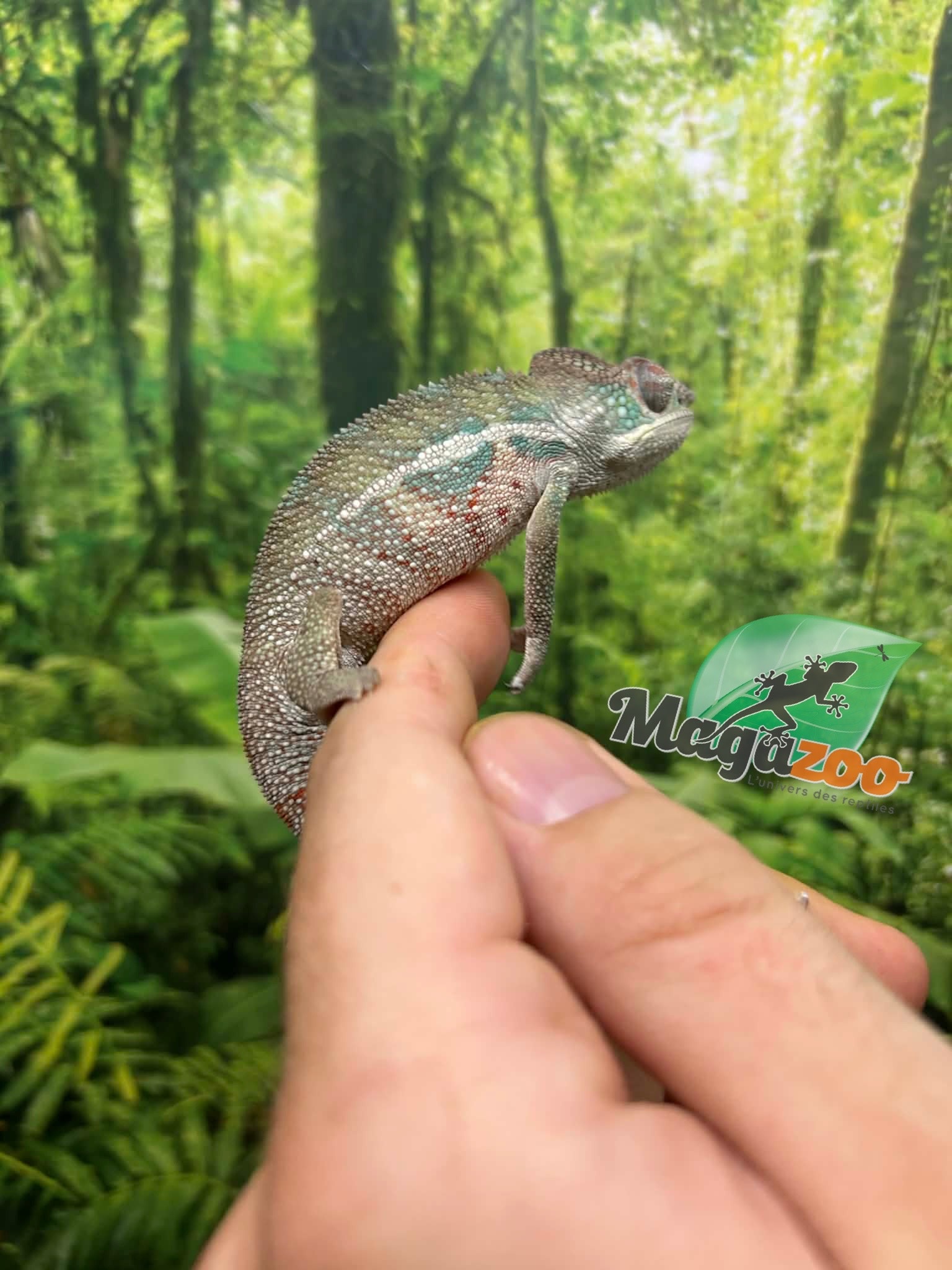 Magazoo Caméléon Panthère Ambilobe mâle #2 Avril 2026