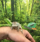 Magazoo Male Ambilobe Panther chameleon #2 April 2026