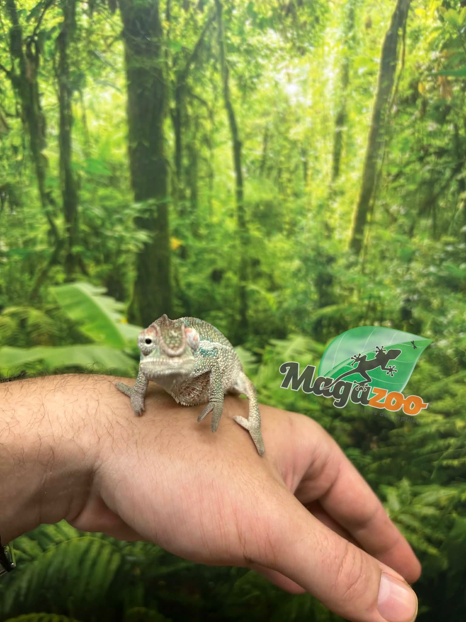 Magazoo Male Ambilobe Panther chameleon #2 April 2026