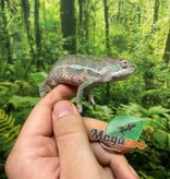 Magazoo Male Ambilobe Panther chameleon #2 April 2026