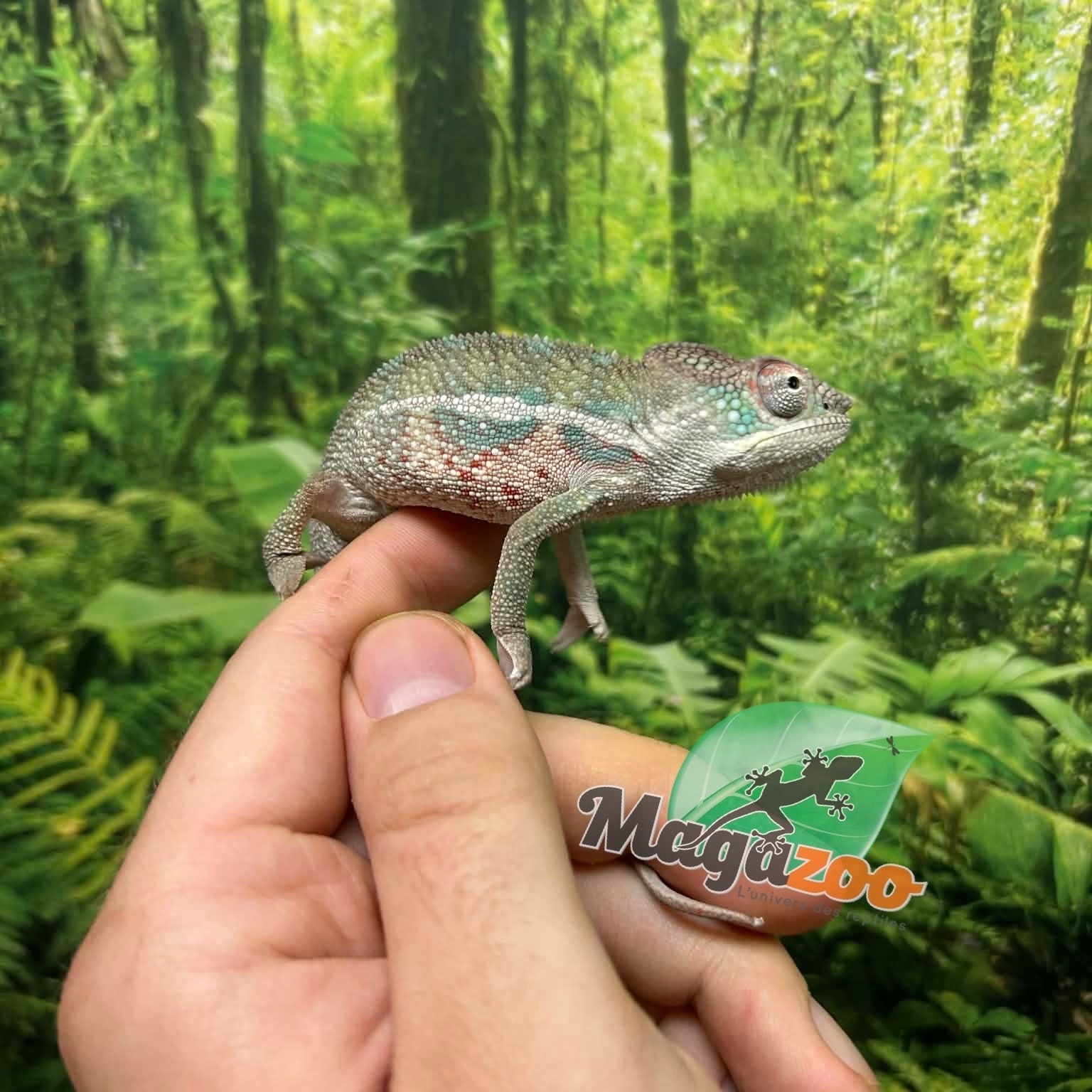 Magazoo Male Ambilobe Panther chameleon #2 April 2026