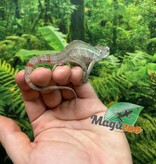 Magazoo Male Ambilobe Panther chameleon #2 April 2026