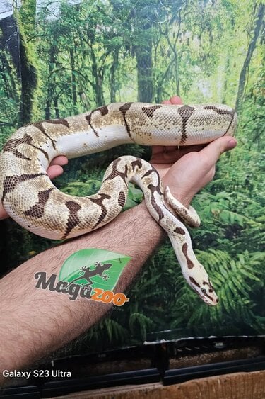 Magazoo Adult Male Bumblebee Ball Python