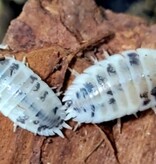 La Swamp Cloporte - Isopod ISO-LAE-COW-15 Porcellio laevis Dairy Cow (15)