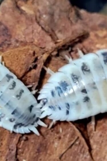 La Swamp Cloporte - Isopod ISO-LAE-COW-15 Porcellio laevis Dairy Cow (15)