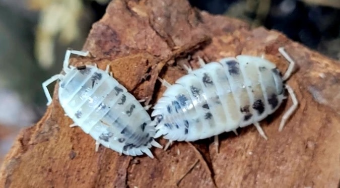La Swamp Cloporte - Isopod ISO-LAE-COW-15 Porcellio laevis Dairy Cow (15)