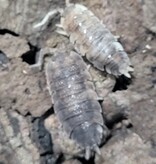 La Swamp Woodlouse Culture Isopod scaber KOI 15 pack