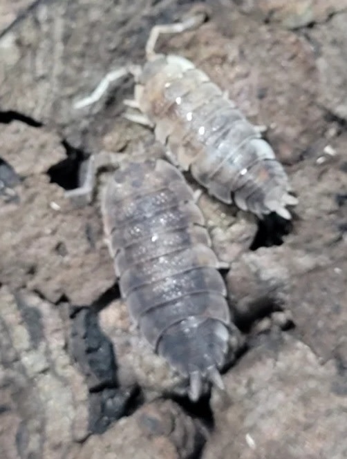 La Swamp Woodlouse Culture Isopod scaber KOI 15 pack