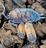 La Swamp Cloporte - Isopod ISO-SCA-LAVA-15 Scaber Lava 15 Pack
