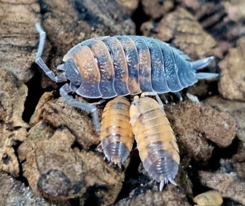 La Swamp Cloporte - Isopod ISO-SCA-LAVA-15 Scaber Lava 15 Pack