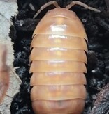 La Swamp Woodhouse Culture-Isopods   A. Vulgare Tangerine 15+