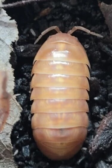 La Swamp Cloporte - Isopods ISO-VUL-TAN-15  A. Vulgare Tangerine 15+