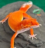 Magazoo Female Tangerine Blood Poss. Emerine Leopard gecko 04/28/26